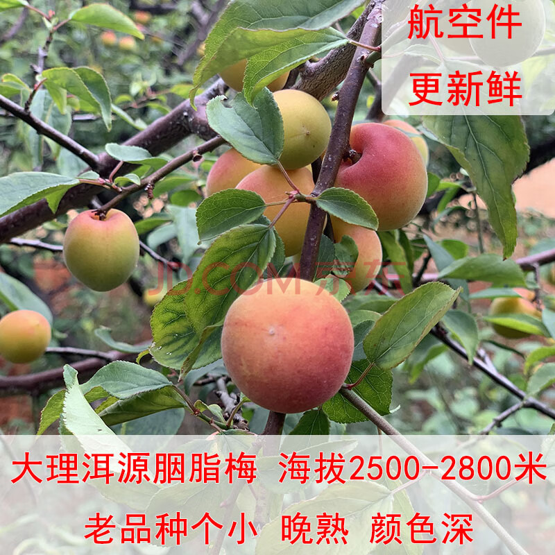 云南高原红梅新鲜胭脂梅青梅果现摘现发泡梅子酒酵素