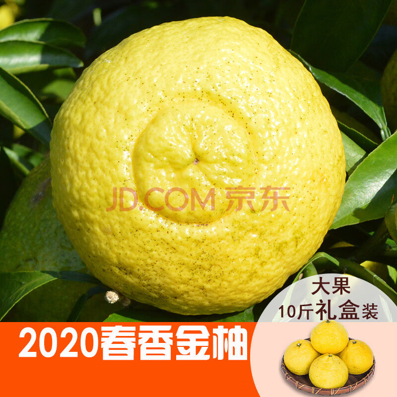 春香金柚新鲜象山青橘子当季黄金贡柚春香柚水果小柚子10斤甜桔柚 10