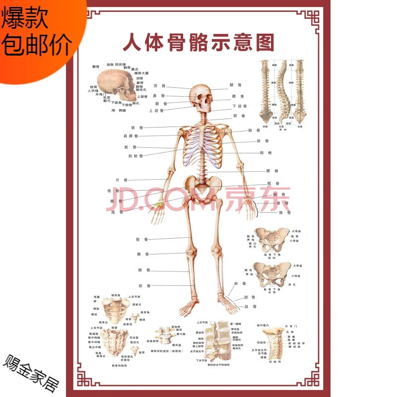 人体骨骼图挂图器官内脏结构图海报脊柱图解肌肉分布解