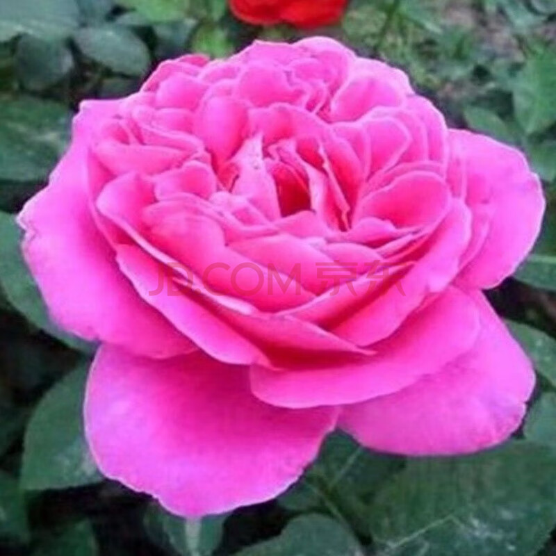 型四季开花室内外绿植花卉大花月季 大富贵买一带一)再带盆 生根粉肥)
