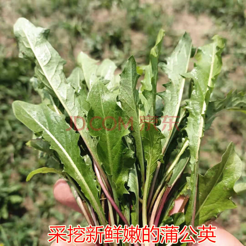 y新鲜蒲公英农家现挖野生蔬菜整颗带根嫩叶子的天然婆婆丁山野菜 3斤