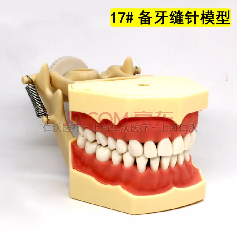 正畸牙齿模型 口腔教学模型 牙模 正畸模 牙科模型种植模型修复模型