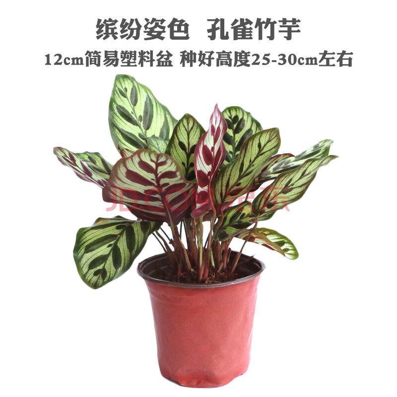 曼杉园manshanyuan竹芋观叶植物猫眼竹芋喜阴植物盆栽室内客厅盆栽青