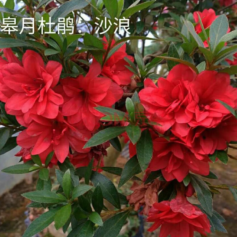 沭之美盆栽重瓣系日本皋月 (夏鹃 春鹃)杜鹃花 绢之舞