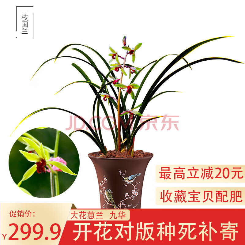 一枝国兰 名贵大花蕙兰花苗精品 九华 冬带浓香味花苞