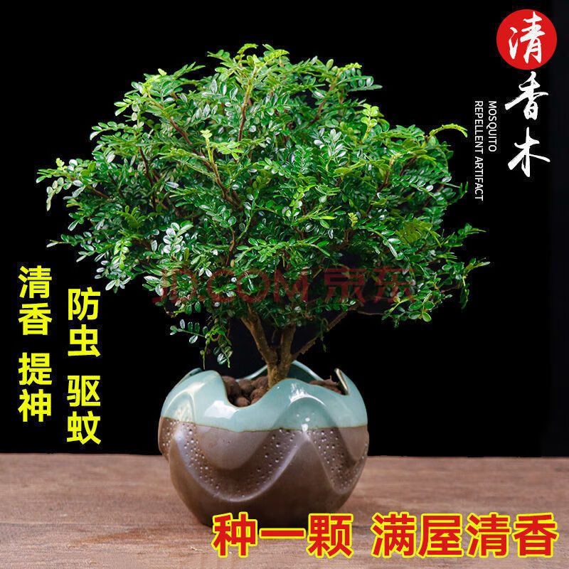 驱蚊清香木胡椒木盆栽驱蚊驱虫四季常青室内好养盆栽花卉绿植盆景