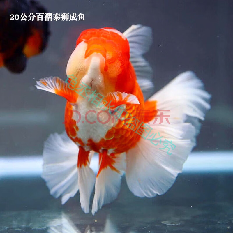 红白泰狮金鱼观赏鱼狮子头金鱼活鱼苗百褶黑泰狮f1巨人冷水淡水小 三
