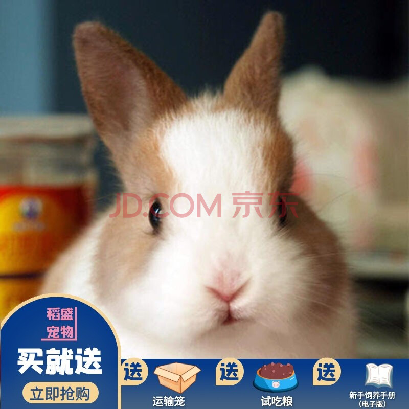 yellow茶杯侏儒兔活体 小体型宠物兔子活物纯种赛级血统短毛宠物兔 黄