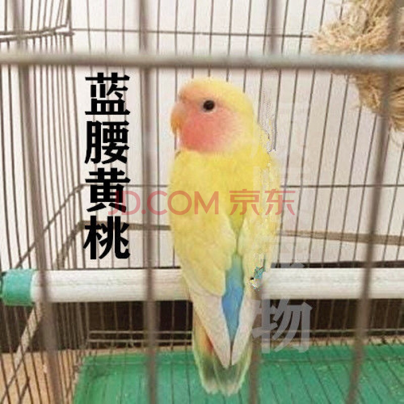 【京选推荐】手养鹦鹉雏鸟类活鹦鹉活一对学说话小幼鸟活玄风鹦鹉亲人