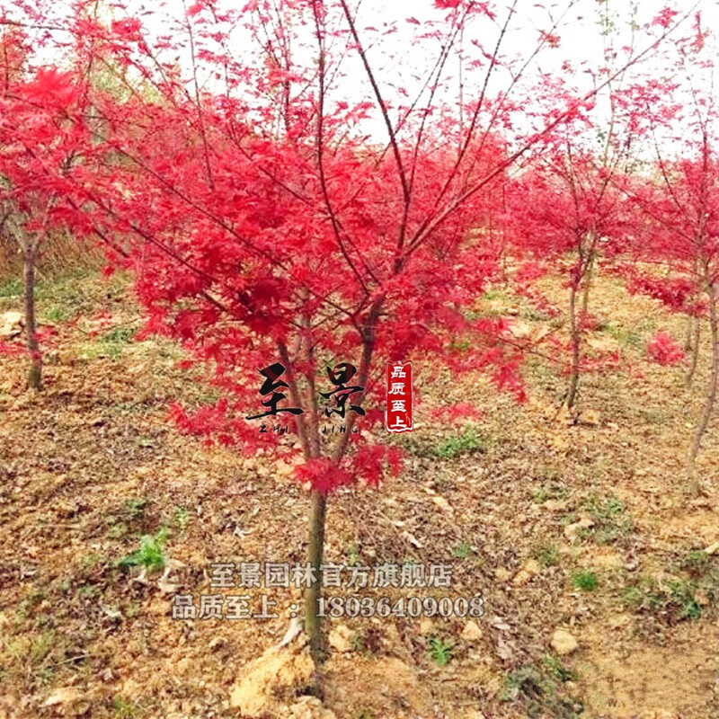 嫁接红枫小苗枫树苗阳台盆栽红枫四季庭院景观树风景树红枫叶树苗红叶