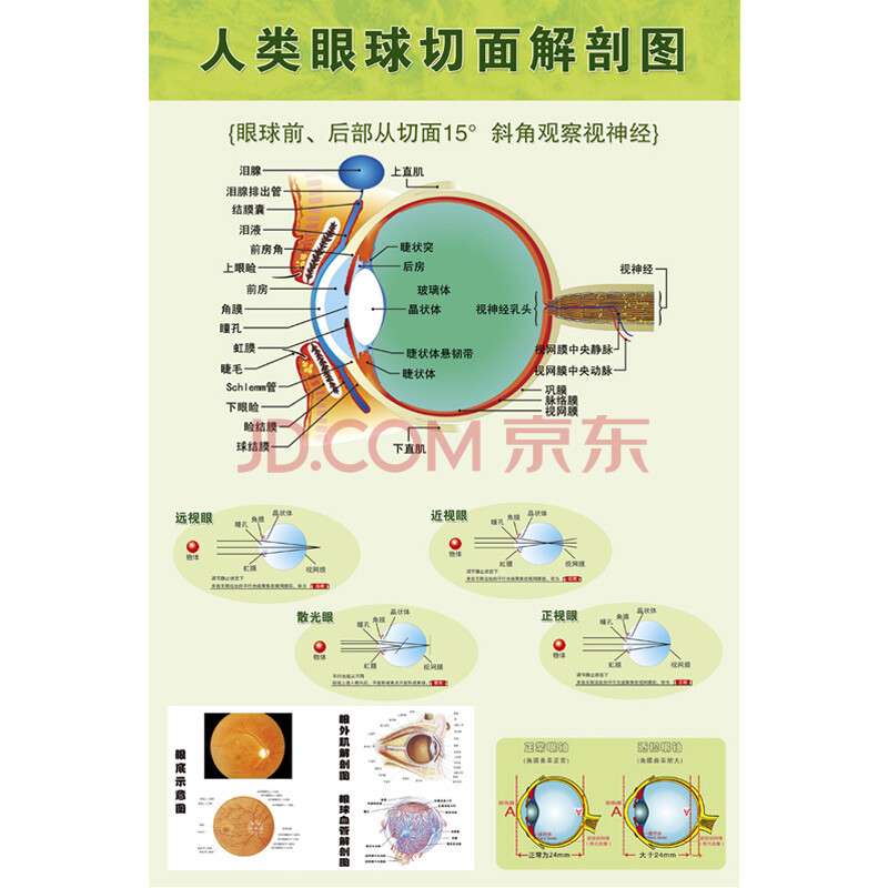 人体眼球切面剖解图 85x125(厘米=52寸 油画布送铝合金挂轴