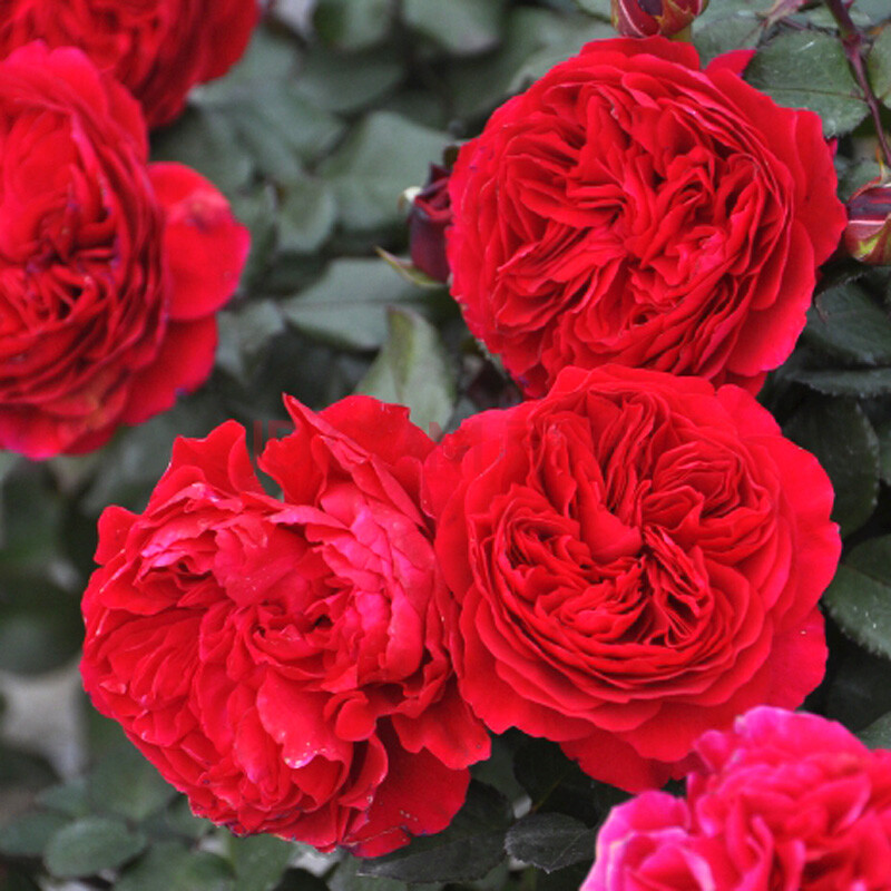 红色达芬奇月季花苗特大花浓香花卉四季开玫瑰花盆栽阳台植物红达