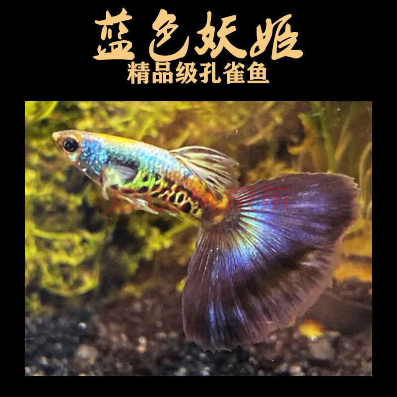 萌萌哒热带小型孔雀鱼蓝色妖姬 银河蓝尾大尾大背精品纯种蛇纹下崽孕