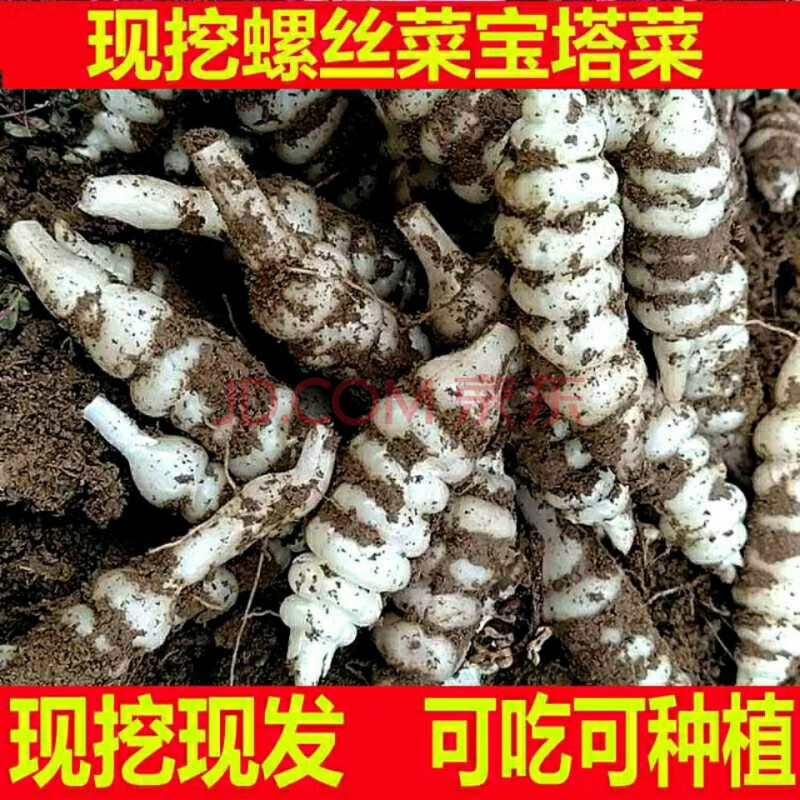 新鲜地环螺丝菜宝塔菜泡菜甘露子草石蚕地牯牛现挖现发螺丝菜玉环 1斤