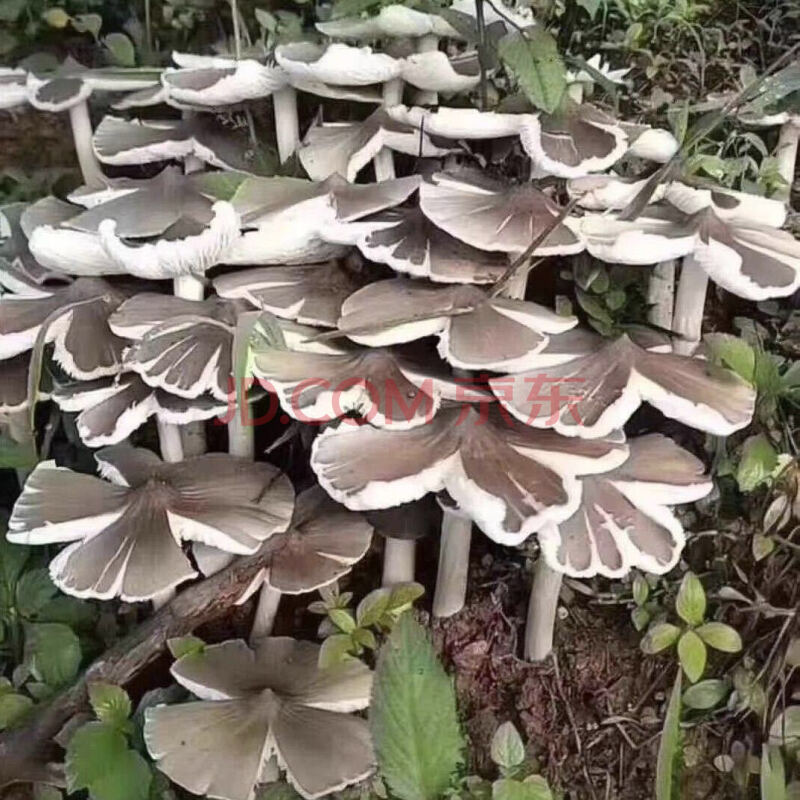 鸡枞菌种子荔枝菌鸡肉菌伞把菇三塔菌人工种植火把鸡枞食用菌种包