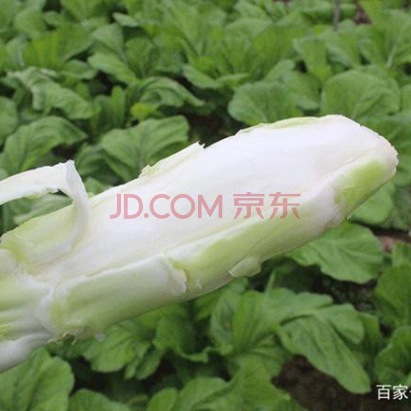 农家自种芥菜脑壳青菜头子菜苔泡菜原料泡青菜 棒棒菜6斤【5根左右】