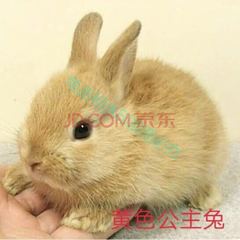 黄色公主兔 一只单身萌兔