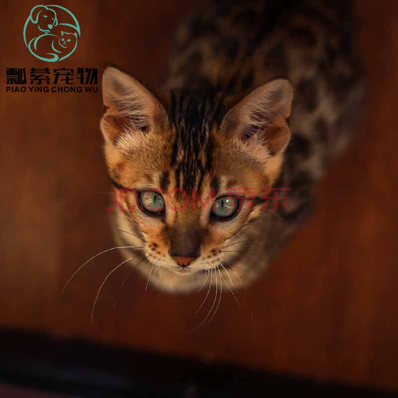 【30天健康保障】宠物孟加拉猫幼猫孟加拉豹子猫活体纯种孟加拉猫豹幼