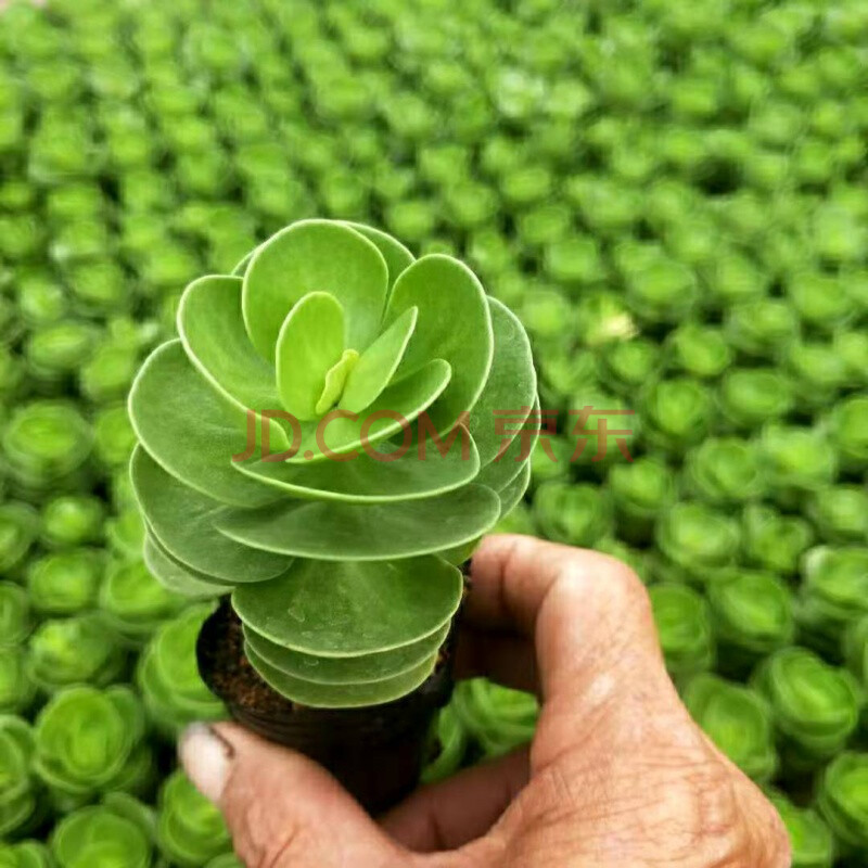 【精选】金钱木老桩多肉植物室内盆栽客厅绿植花卉除甲醛好养发财树