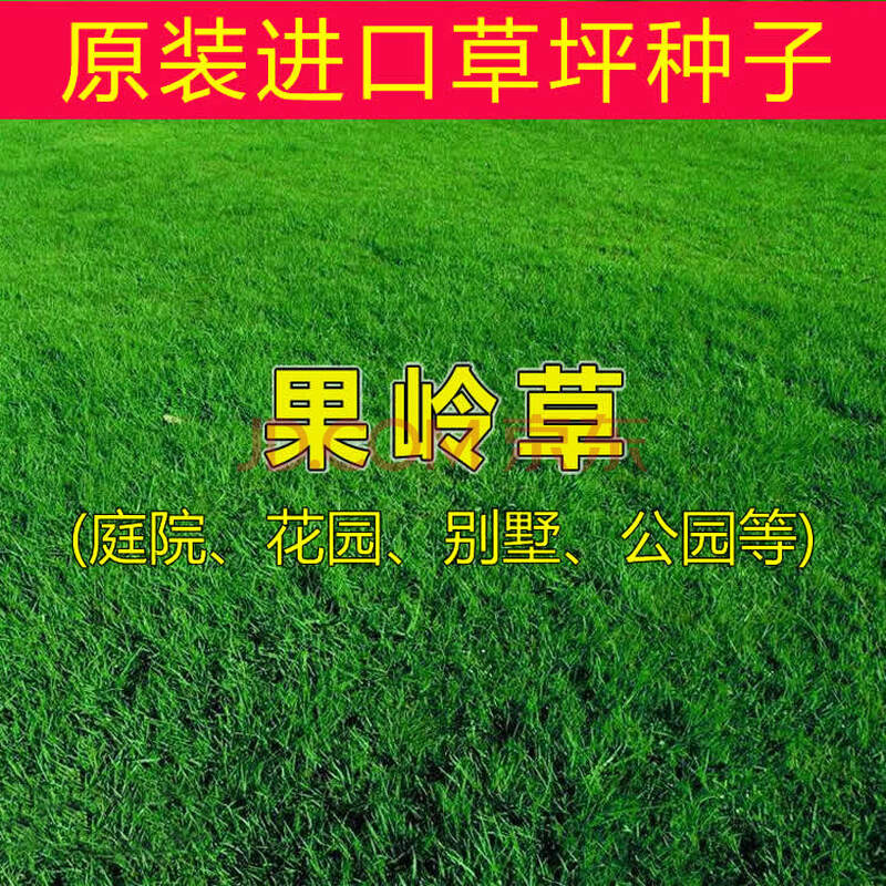 种子 庭院别墅绿化草籽草种子耐践踏常青qcdd 进口果岭草种子1000粒