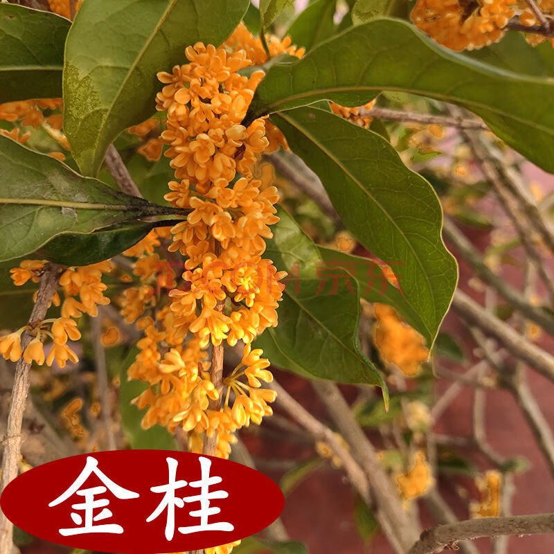 【精选】桂花树苗盆栽日香桂金桂阳台庭院浓香型四季开花花卉绿植