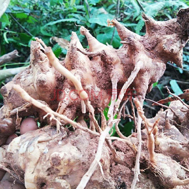 广东新鲜菝葜500克金刚刺 金刚藤根拔葜 菝契中药材泡酒 新鲜1500克