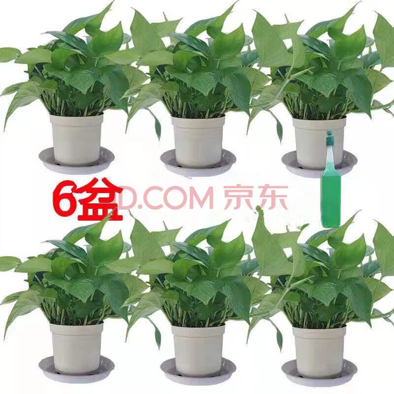 吊兰水培苗懒人绿萝植物花架除甲醛 110#精品8盆白色小盆 托盘 1液