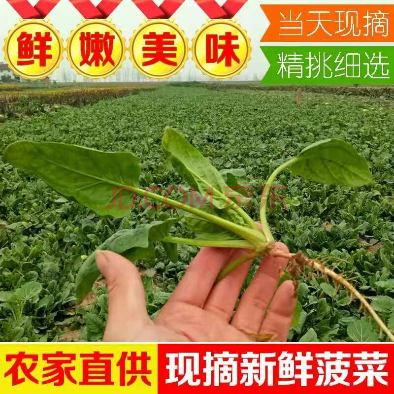 河南特产菠菜新鲜矮脚小菠菜红根土菠菜当季时令蔬菜农家自种 1斤装