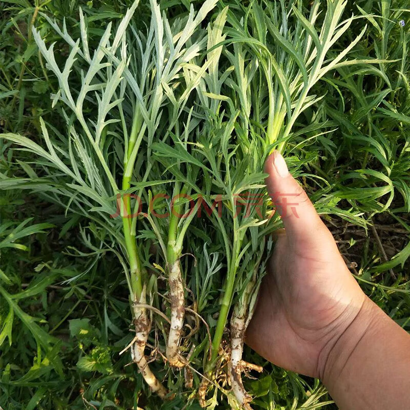 园艺藜蒿苗芦蒿根茎驴蒿多年生蔬菜苗根苗100棵