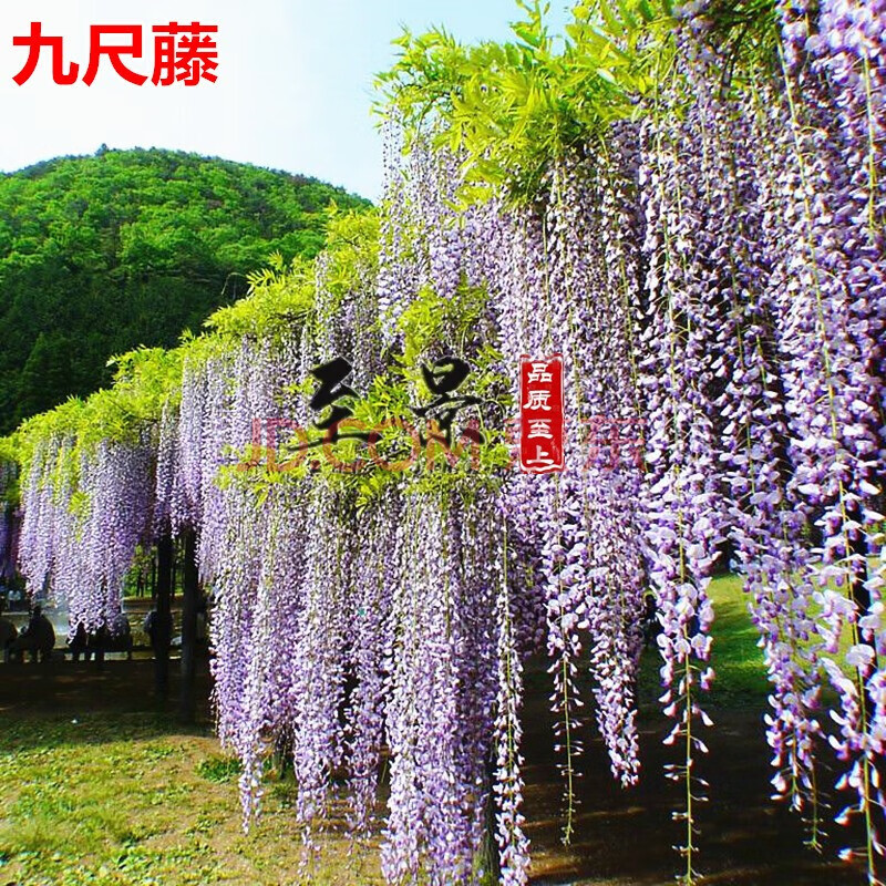 紫藤树苗丰花紫藤花苗紫藤萝地栽庭院景观树风景树室内阳台盆栽花爬藤