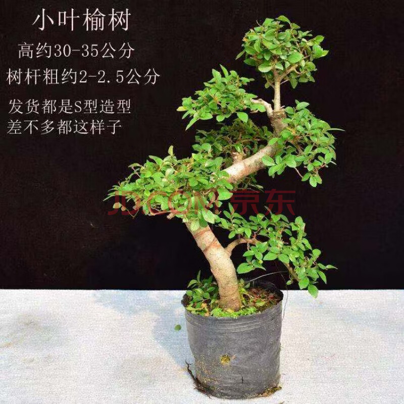 【精选】s型罗汉松黄杨红杨金边六月雪s榆树s福建茶小盆景绿植盆栽
