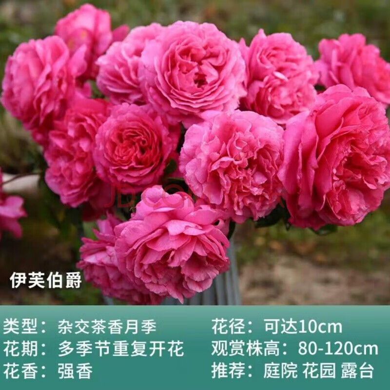 树桩月季花大花浓香庭院阳台盆栽嫁接棒棒糖树状玫瑰花苗四季开花