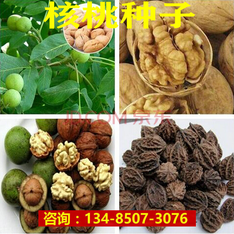 美国山核桃野生山核桃种子核桃树种 铁核桃嫁接薄皮核桃qcdd 嫁接铁