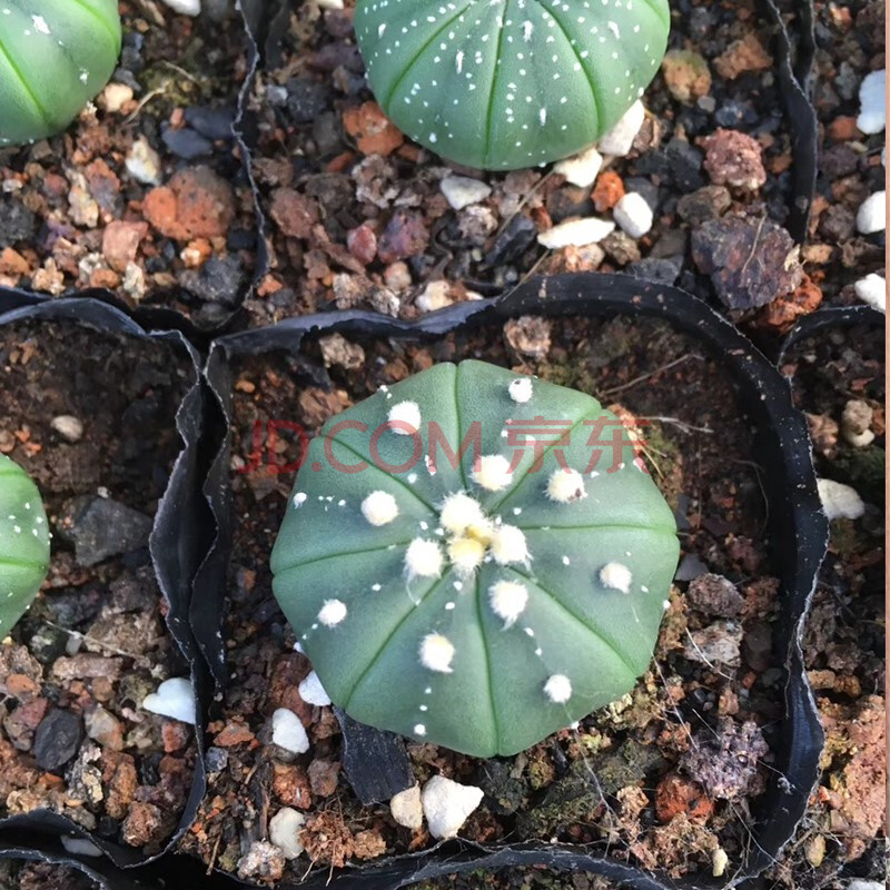 开花金星兜锦多肉植物盆栽西瓜球肉肉仙人球鸾凤玉超兜布纹球花卉 星