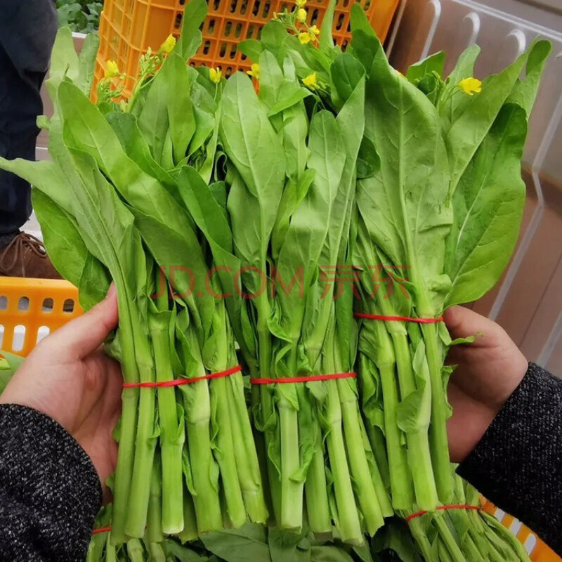 四川农家自种新鲜白菜苔绿菜苔油菜苔菜头儿现摘 10斤
