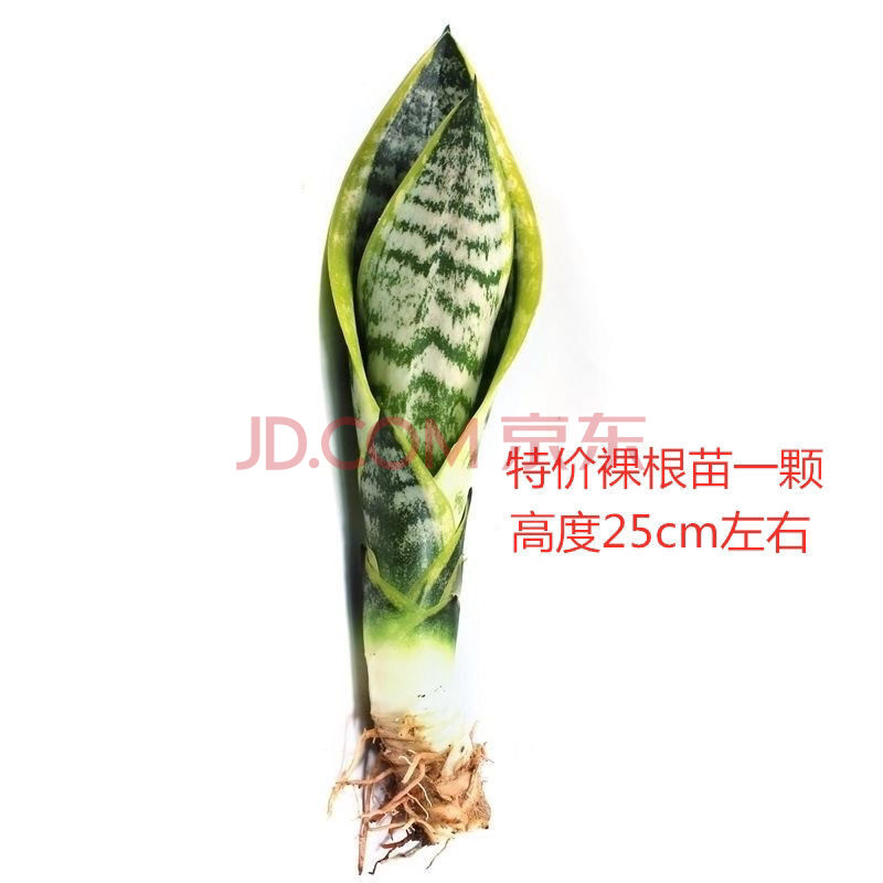 盆栽室内大盆植物大花盆金边盆栽的盆种子 虎皮兰一颗试种【15-20cm】