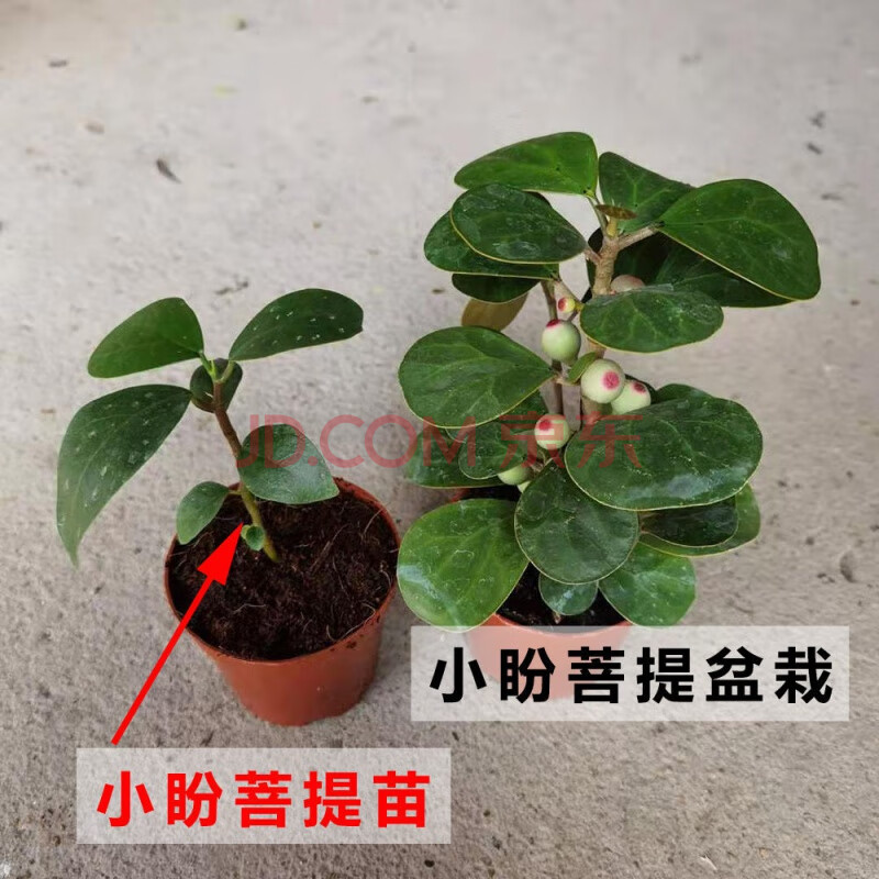 小盼菩提树带果盆栽植物室内好养小叶紫檀盆景老桩树