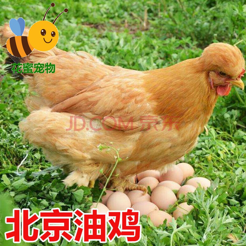 大种鸡活体苗 五黑鸡 红毛大公鸡 三黄鸡 产蛋土鸡 油鸡 胡须鸡崽子