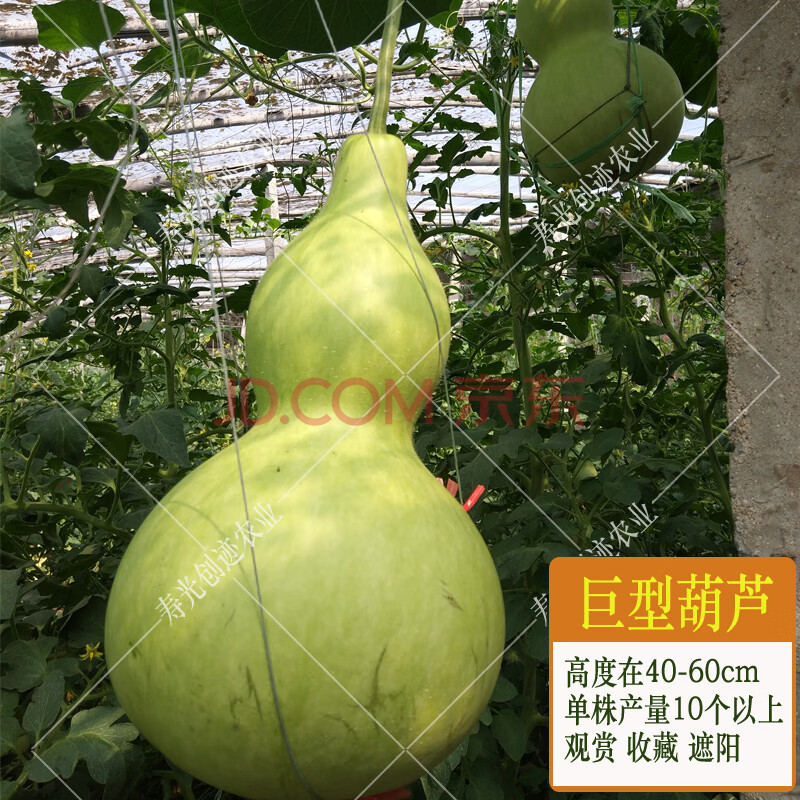【巨型大亚腰葫芦】50粒 特大葫芦品种