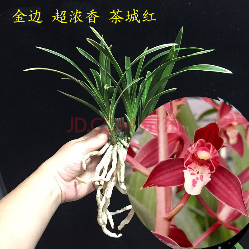 四季好养开花浓香兰花苗中矮种好养室内花卉盆栽绿植 【金边】茶城红