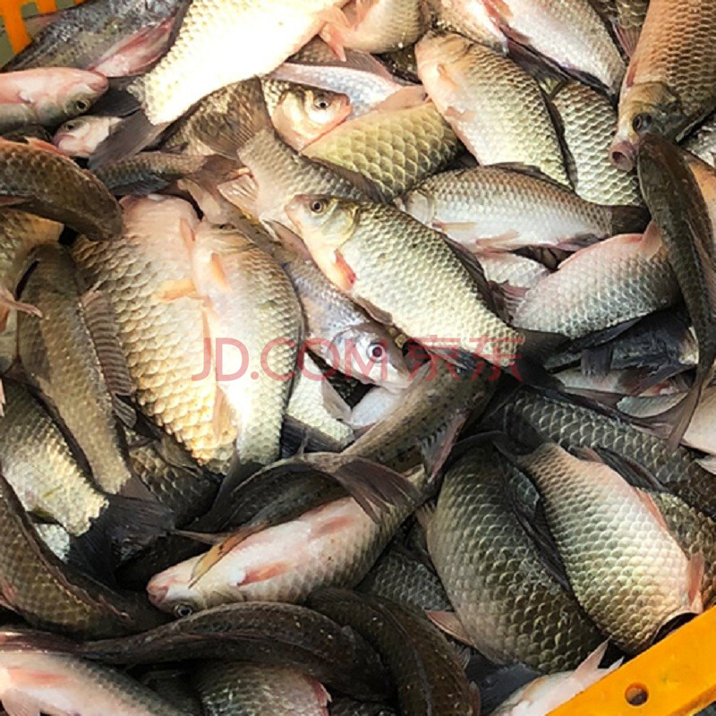 新鲜海鲜活杀兴化野生大鲫鱼300g(泰州财政局专供)