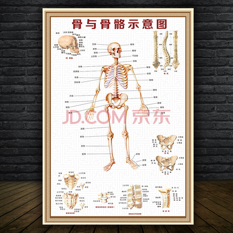 人体骨骼挂图人体肌肉解剖图挂图内脏结构图全身器官分布十二经络穴位