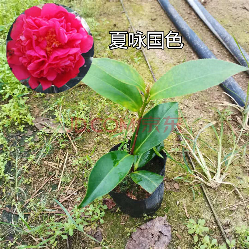 茶花棕榈重瓣耐寒梦四季茶花系列树苗山盆栽开花不断 单枝条夏咏国色