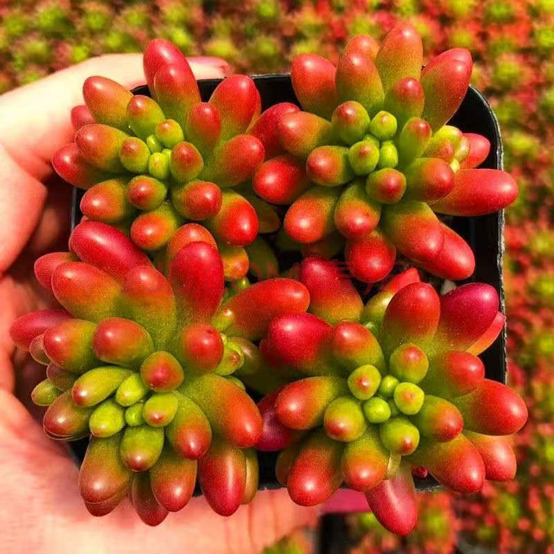 多肉植物红色浆果锦办公室内绿植花卉迷你小盆栽肉肉植物 虹之玉5-6cm