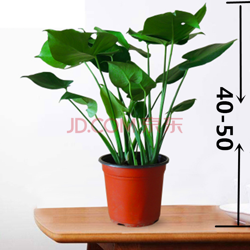 瑰季 龟背竹室内绿植盆栽吸观叶植物水培绿植净化办公室桌面盆栽