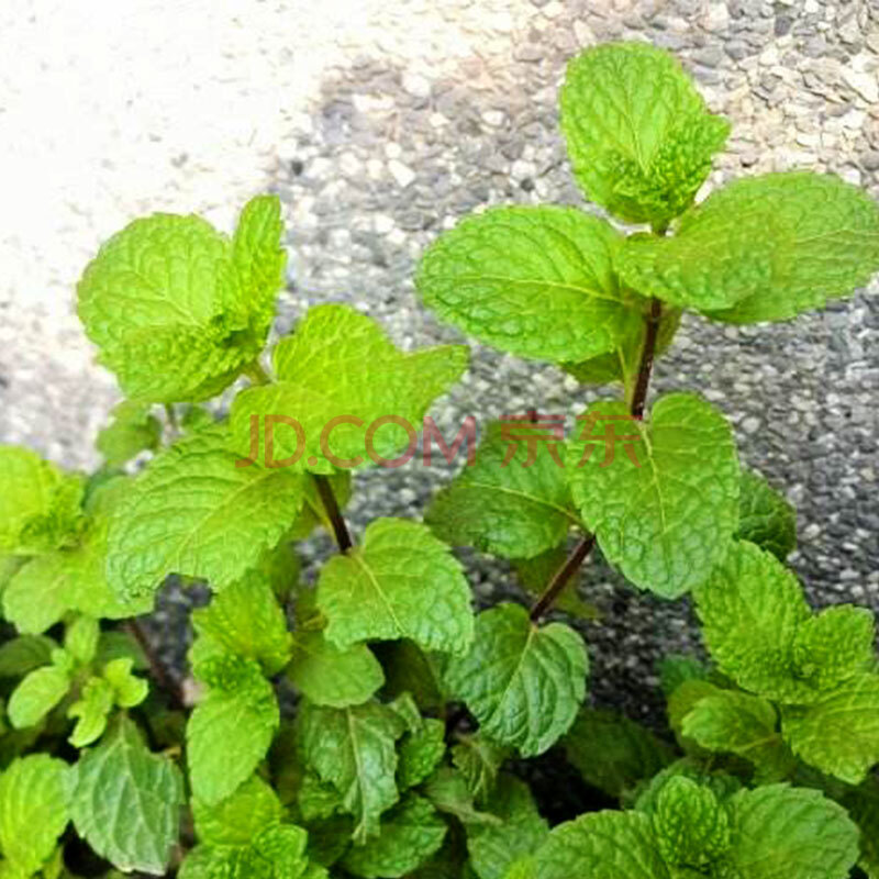 河南十香菜种子种籽石香菜薄荷食用鱼香草四季鱼香菜盆栽蔬菜种孑 十