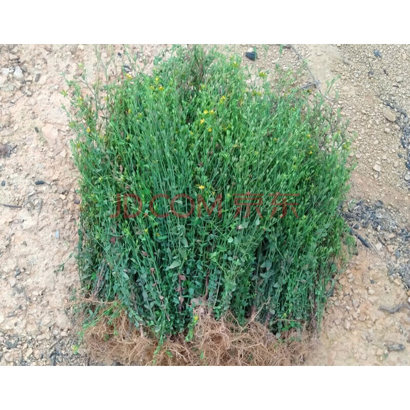 田基黄 地耳草 黄花草 雀舌草 新鲜干品整株田基王500g