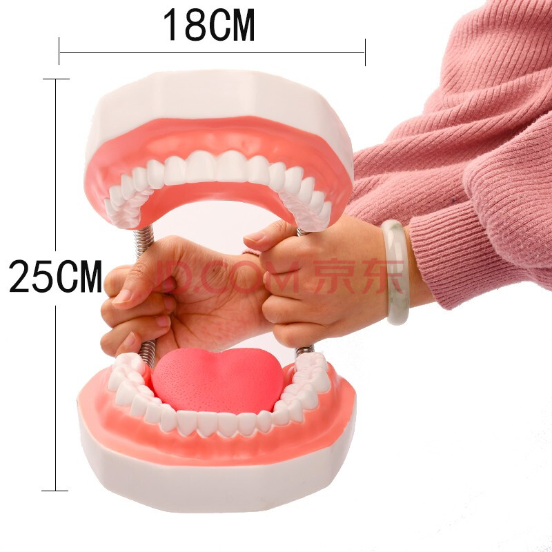 标准两倍假牙科儿童宝宝口腔教学道具端成颐品 6倍大牙齿模型(带舌头)