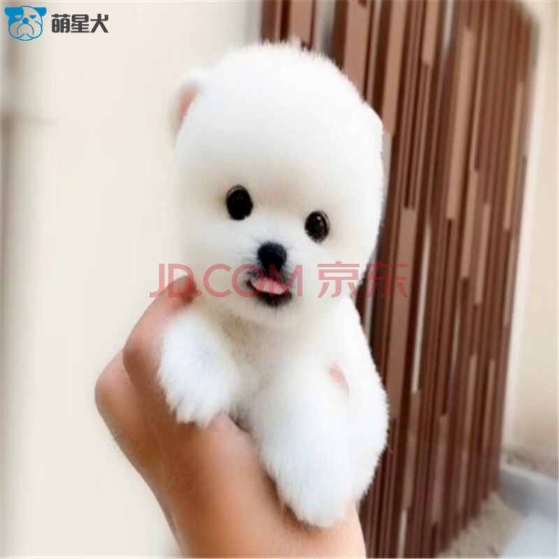 大的茶杯犬超小型玩具犬活体幼崽-纯白色口袋狗-日系宠物俊介犬双血纯