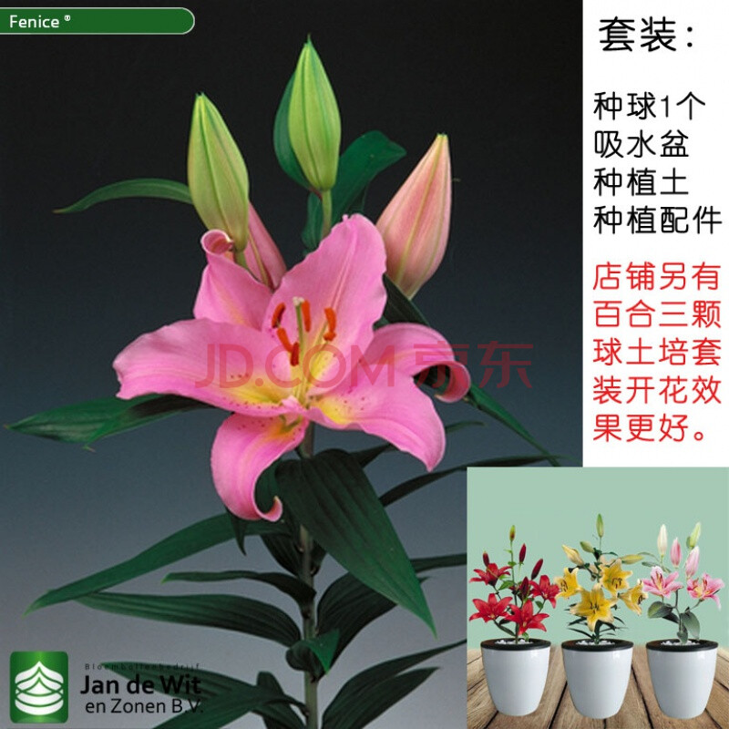 香水百合懒人盆土培套装种球带芽重瓣盆栽花卉绿植种子苗百合大球